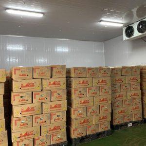 KHO LẠNH GIÚP BẢO QUẢN CHUỐI 30