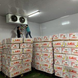 KHO LẠNH GIÚP BẢO QUẢN CHUỐI 22