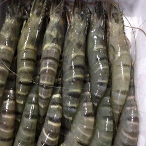 HẦM ĐÔNG GIÓ BẢO QUẢN TÔM TẠI CÀ MAU 05