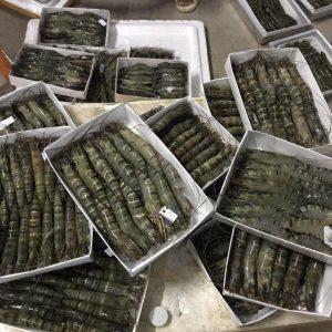 HẦM ĐÔNG GIÓ BẢO QUẢN TÔM TẠI CÀ MAU 02