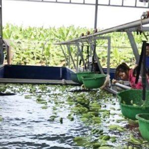 KHO LẠNH BẢO QUẢN CHUỐI 01