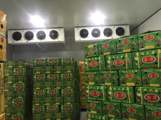 KHO LẠNH BẢO QUẢN THANH LONG